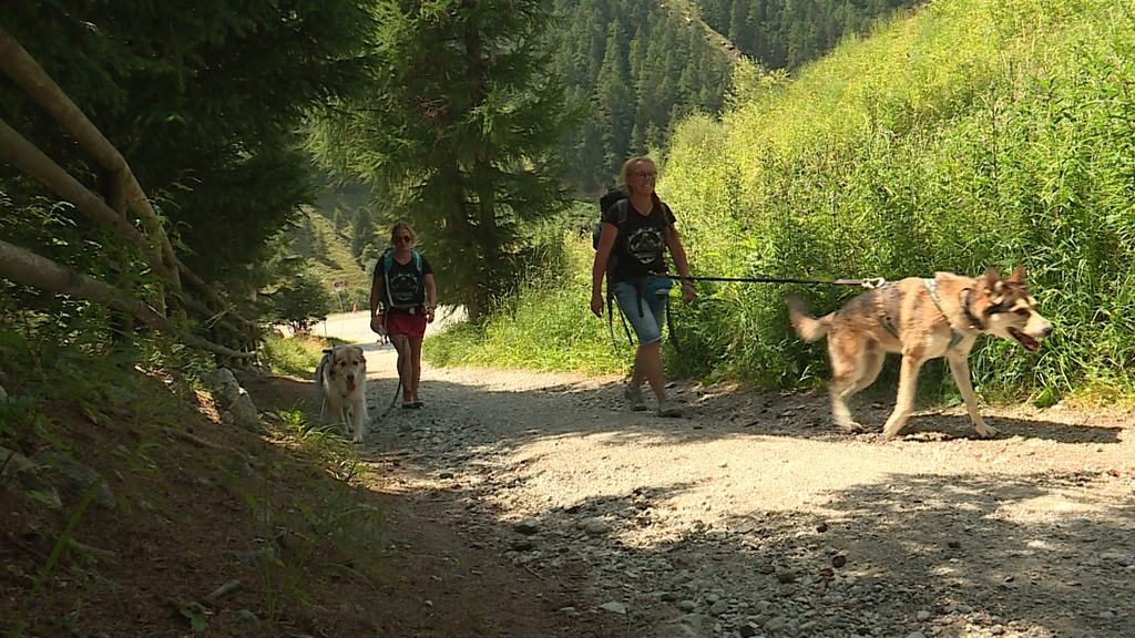 DogTrekking
