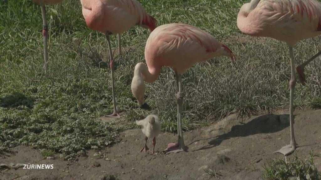 Flamingoküken schlüpfen nur dank einem Trick vom Zoo Zürich