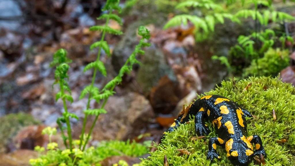 Der schwarz-gelbe Feuersalamander ist in Deutschland in Gefahr (Archiv)