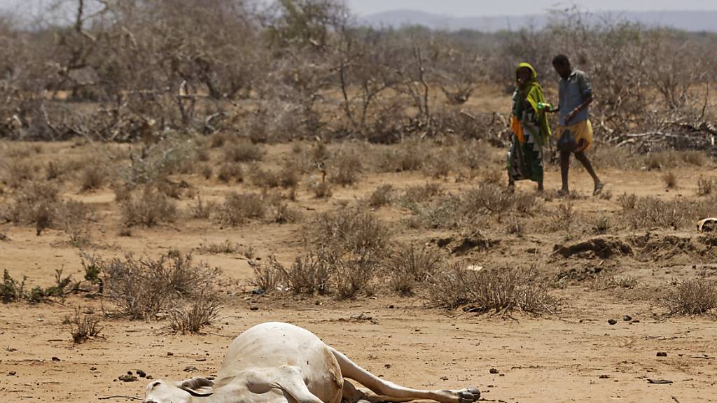 ARCHIV - Dorfbewohner gehen in Bandarero (Kenia), an der Grenze zu Äthiopien, am Kadaver eines Rindes vorbei. Foto: Ben Curtis/AP/dpa