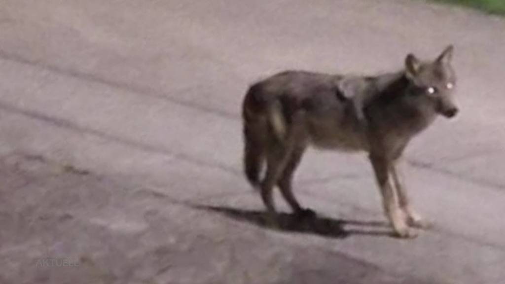 Wolf im Quartier: Das Wildtier soll in Möriken-Wildegg durch das Dorf spaziert sein