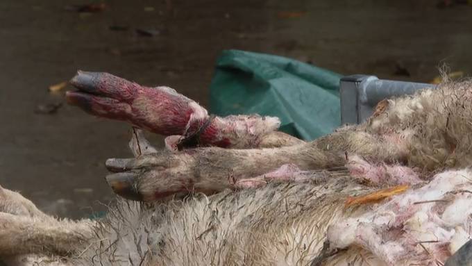 DNA-Probe zeigt: 14 Schafe wurden von Wolf gerissen