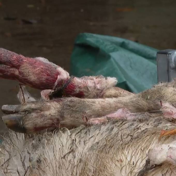 DNA-Probe zeigt: 14 Schafe wurden von Wolf gerissen