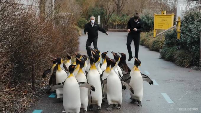 Jetzt tanzen sogar die Pinguine zu Jerusalema