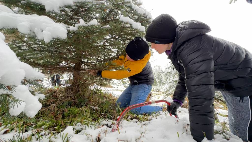 Gross und Klein wollen ihren Christbaum dieses Jahr selber fällen