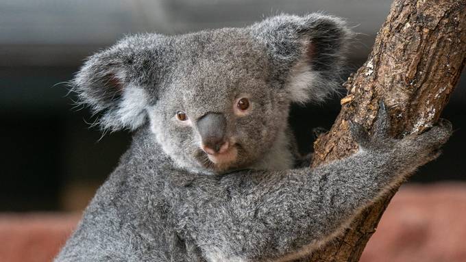 Koalaweibchen Pippa ist tot