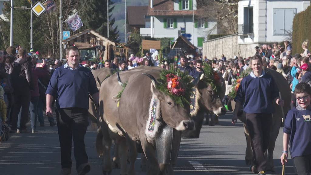 Sennenchilbi Schwyz feiert 450 Jahre-Jubiläum