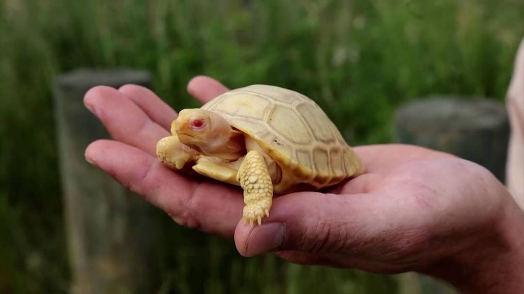Weltpremiere: Albino-Riesenschildkröte in Waadtländer Zoo geboren