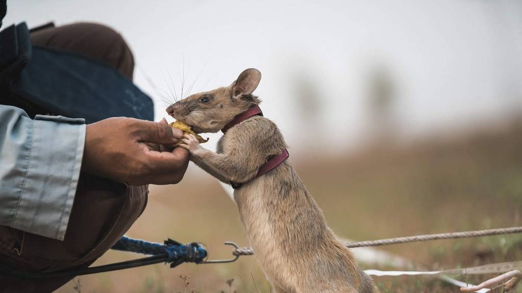 Berühmte Minensuch-Ratte stirbt mit acht Jahren 