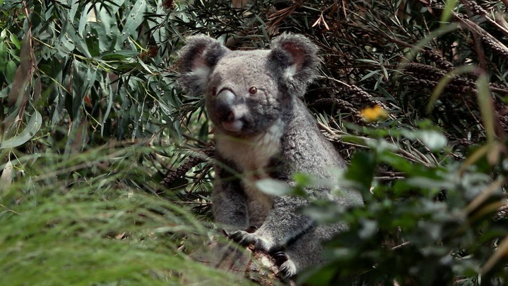 Die Züri-Koalas turnen durchs neue Eukalyptus-Wäldli