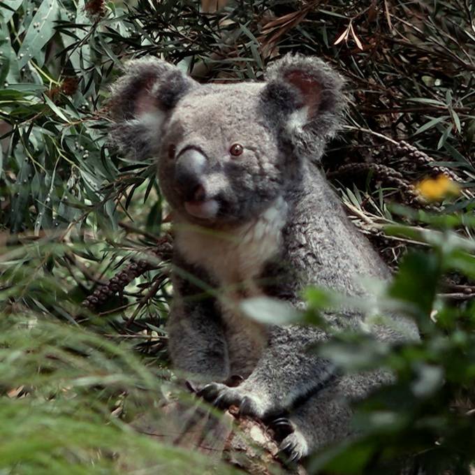 Die Züri-Koalas turnen durchs neue Eukalyptus-Wäldli