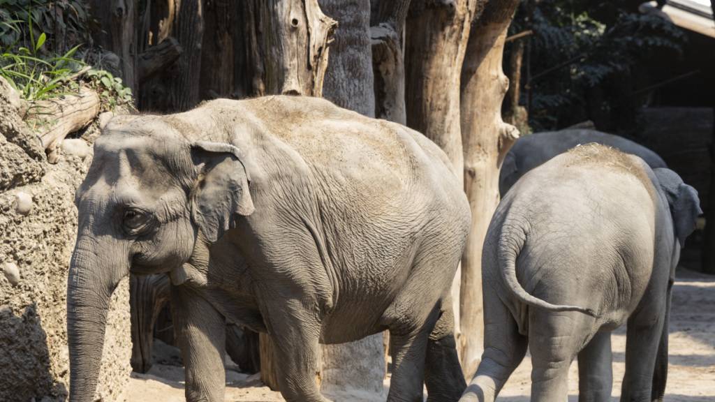 In der Wildnis Afrikas haben Elefanten oft Mühe, an ausreichend Salz zu kommen. (Symbolbild)