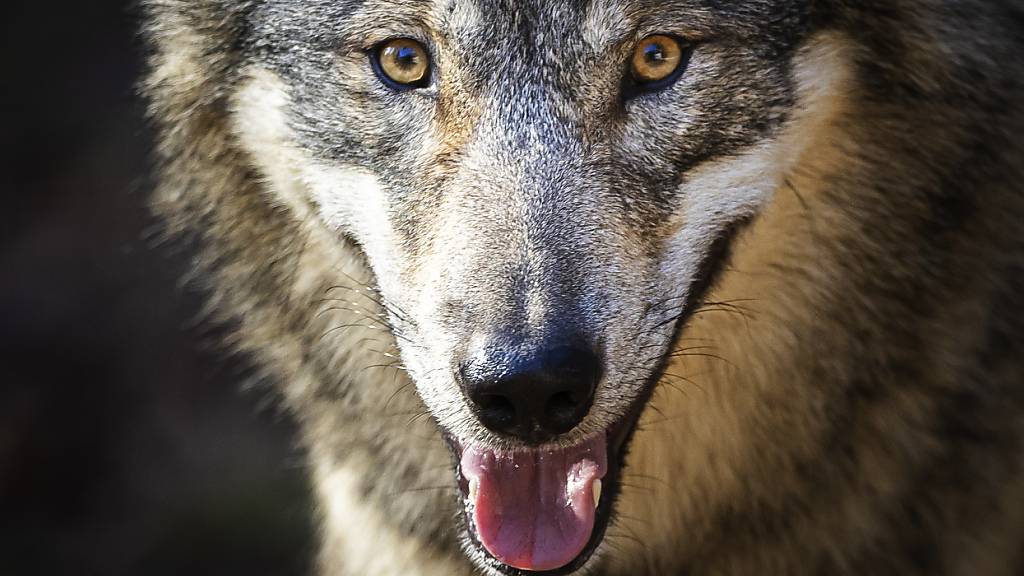 Ein Wolf im Wildpark Bruderhaus. (Archivaufnahme)