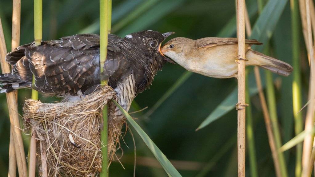 Ein junger Kuckuck wird von einem Teichrohrsänger gefüttert.