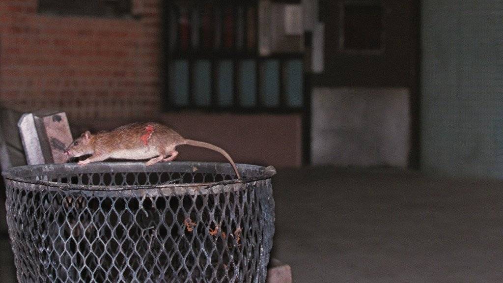 In Paris leben schätzungsweise gegen vier Millionen Ratten.