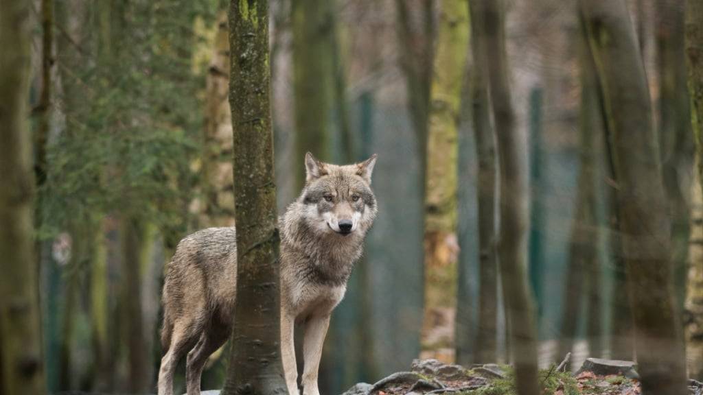 ARCHIV - 04.01.2018, Sachsen-Anhalt, Thale: ARCHIV - 04.01.2018, Sachsen-Anhalt, Thale: Ein Wolf steht im Tierpark Hexentanzplatz (Sachsen-Anhalt) in seinem Gehege. Wölfe waren in Deutschland ausgerottet. Jetzt siedeln sich die Tiere bei uns langsam wieder an. Foto: Klaus-Dietmar Gabbert/ZB/dpa - Honorarfrei nur für Bezieher des Dienstes dpa-Nachrichten für Kinder +++ dpa-Nachrichten für Kinder +++