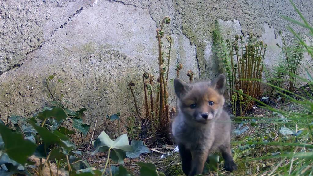 Fuchs-Familie hat sich auf dem Friedhof Rosengarten einquartiert