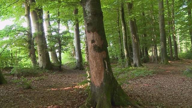 Baumschänder in Niederbuchsiten