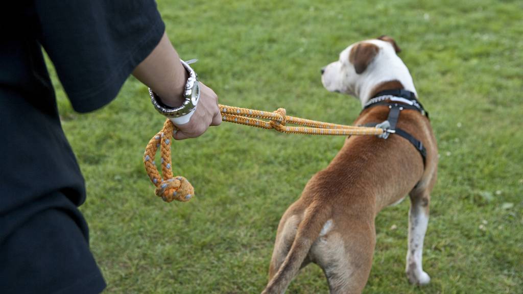 Über 400 Hundebisse: Immer mehr verhaltensauffällige Hunde im Kanton Luzern