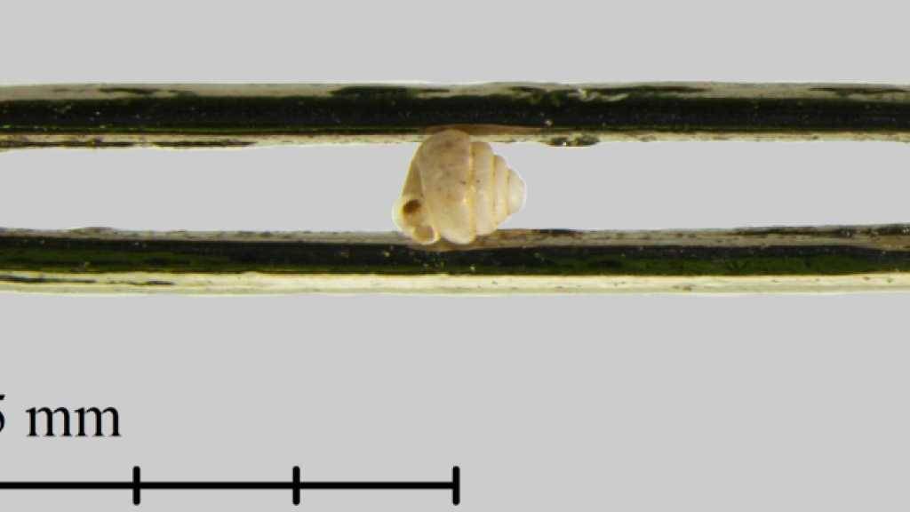 Die vermutlich kleinste Landschnecke der Welt in einem Nadelöhr. Sie wurde soeben in Japan entdeckt. (Foto: Handout)