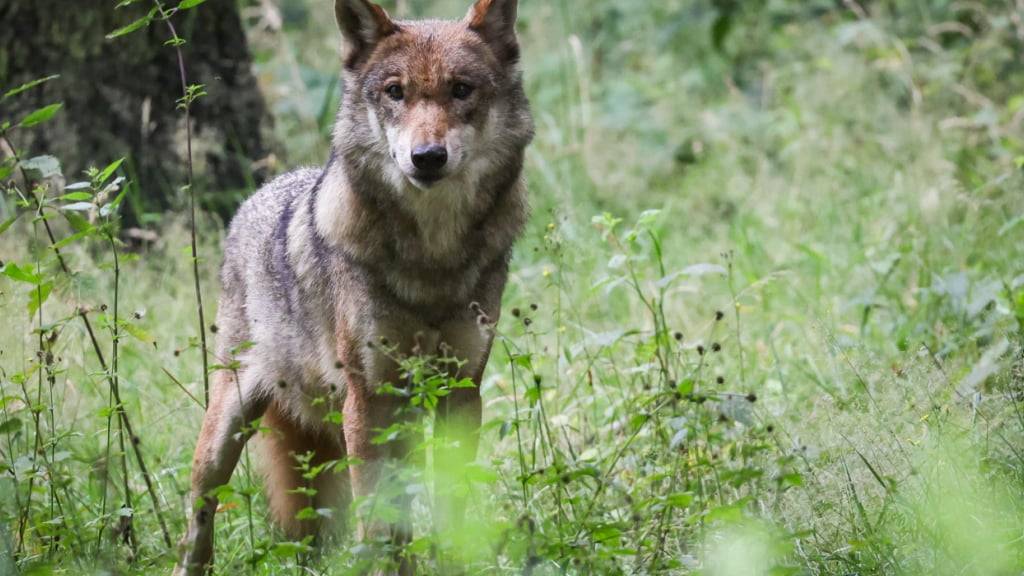 ARCHIV - Ein ausgewachsener weiblicher Wolf steht in seinem Gehege im Tierpark. Foto: Christian Charisius/dpa