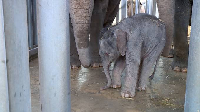 Knies Kinderzoo verkündet Geburt von Elefäntli