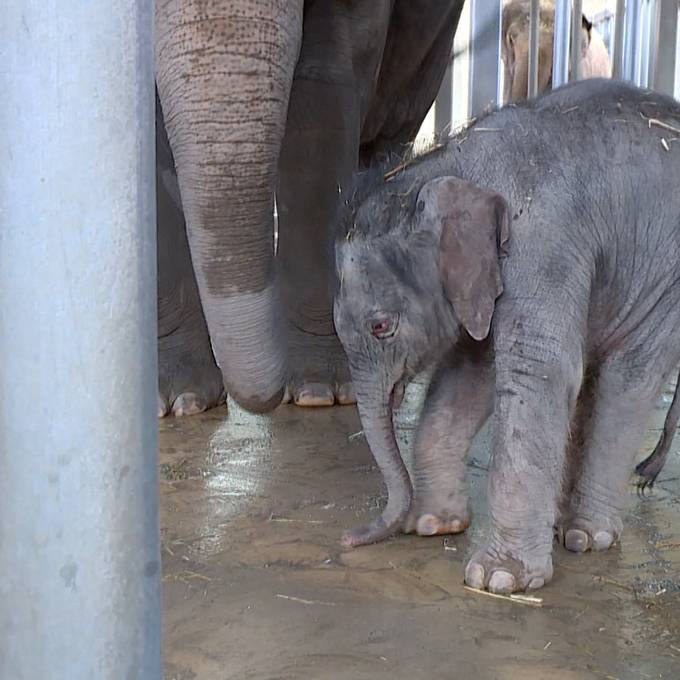 Knies Kinderzoo verkündet Geburt von Elefäntli