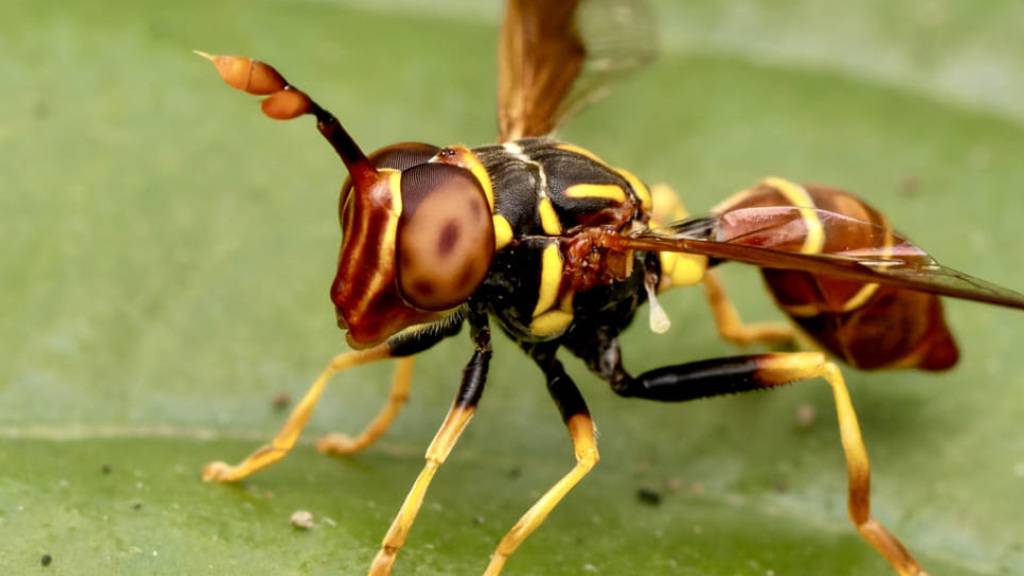 Ein Hobbyforscher hat die neue Schwebfliegenart Monoceromyia ndidiae entdeckt.