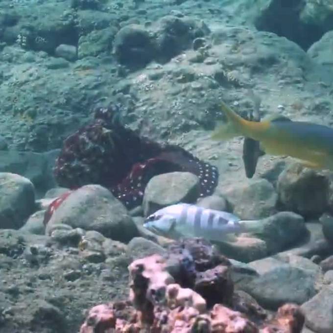 Oktopusse sind Ozean-Rowdys, die Fische nur aus Bosheit boxen