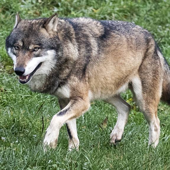 Wolf reisst Ziege im Appenzellerland – keine Herdenschutzmassnahmen