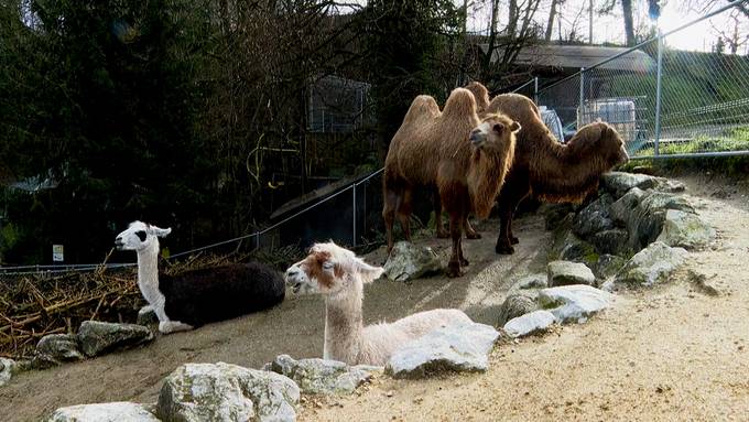 «Johns kleine Farm» muss aus Kallnach weg