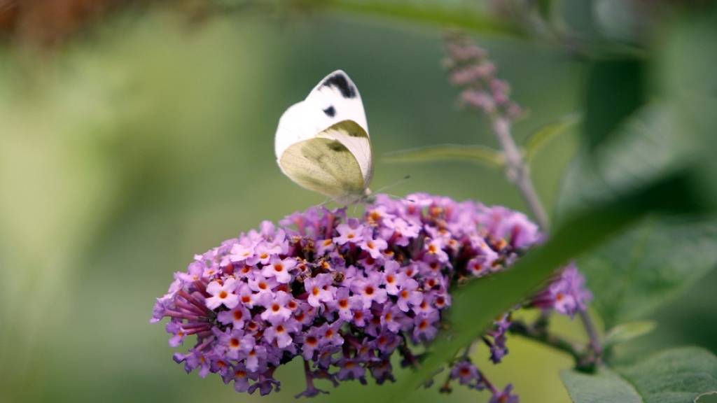 Der Sommerflieder ist bei Schmetterlingen und Insekten zwar sehr beliebt, ist aber ein invasiver Neophyt, eine «eingewanderte» Pflanze, welche die einheimische Flora bedrängt. Dass sie sich so gut verbreiten konnte, liegt daran, dass sie als Zierpflanze genutzt wurde, sagt eine neue Studie. (Archiv)