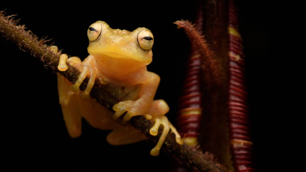 Der winzige Kannenfrosch lebt in den tropischen Wäldern Borneos und in enger Symbiose mit einer fleischfressenden Pflanze. (Pressebild)