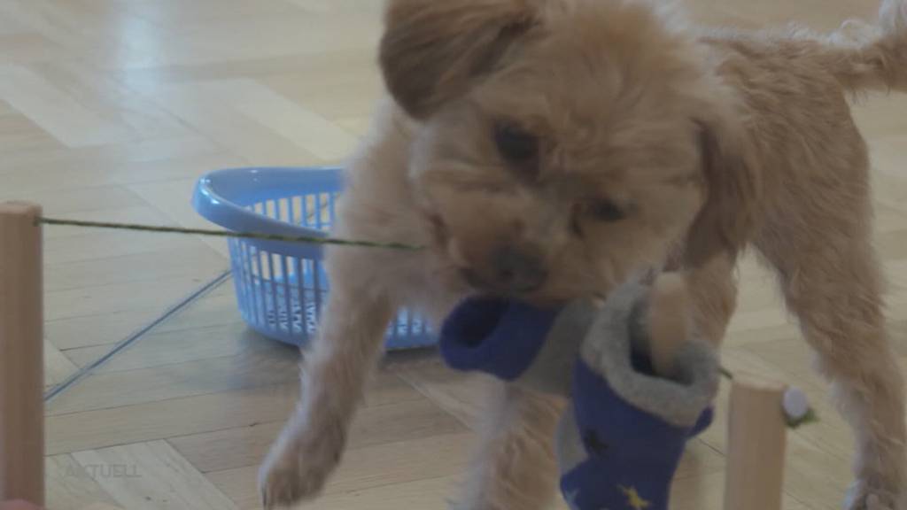 Waschen, putzen, einkaufen: Hund Mogli begeistert mit Kunststücken Bewohner in Alterszentrum