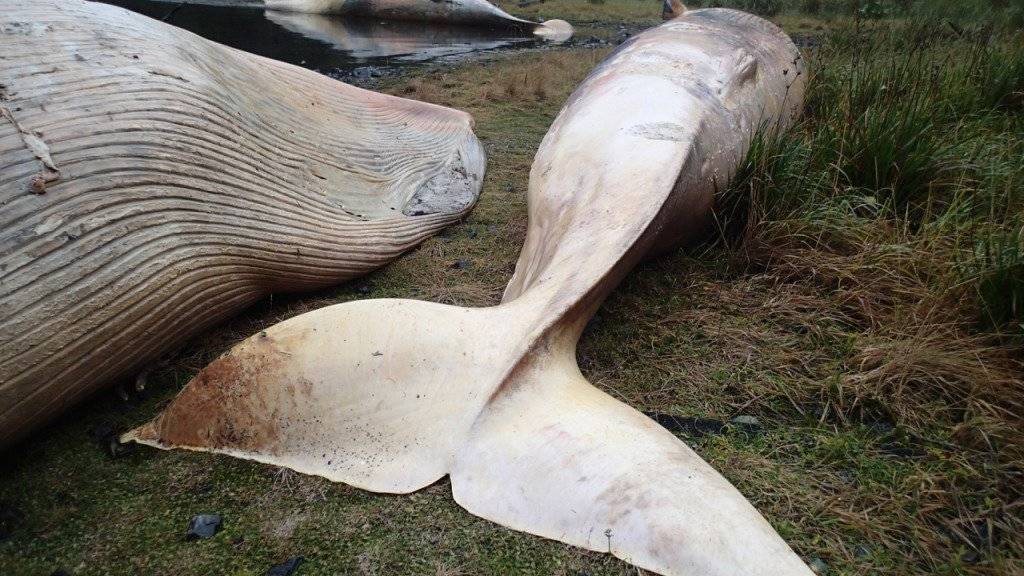 Drei der insgesamt 337 tot aufgefundenen Wale