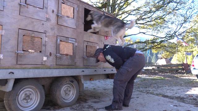 „Husky-Farmer“ wandert aus