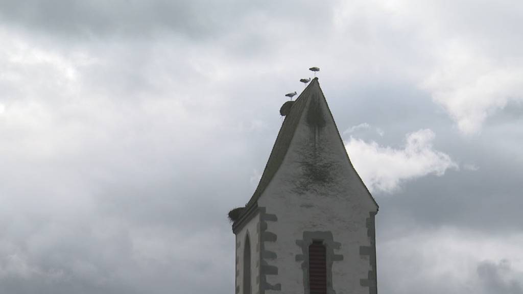 Storchen-Plage: Uznach leidet unter den 100 Vögeln in der Gemeinde
