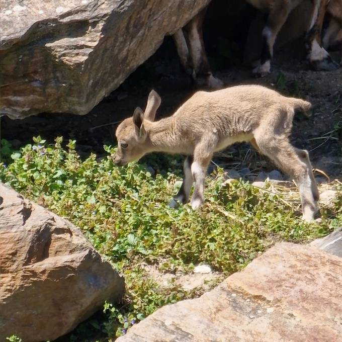 Gleich drei junge Nubische Steinböcke verzücken im Zoo Zürich