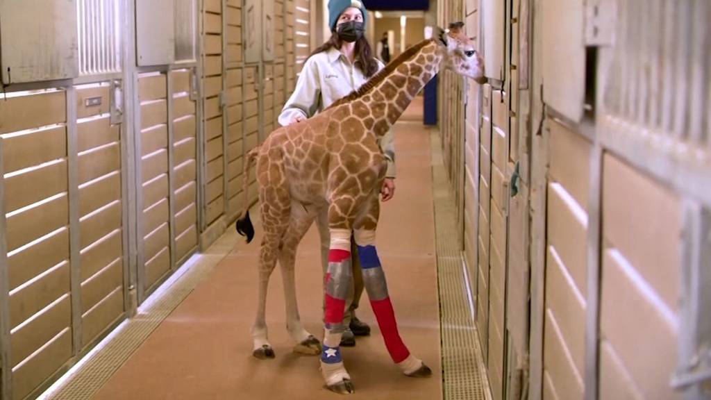 Baby-Giraffe überlebt dank Kniestützen-Massanfertigung