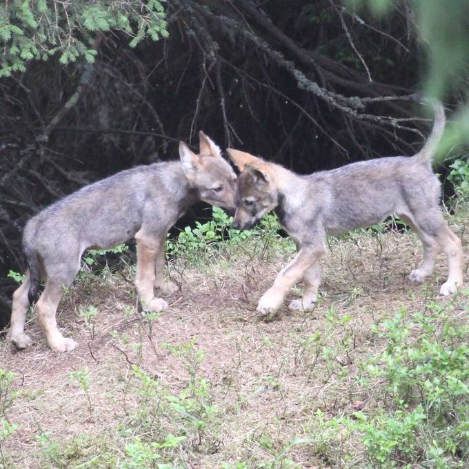 Jäger dürfen 22 Welpen in sieben Wolfsrudeln schiessen