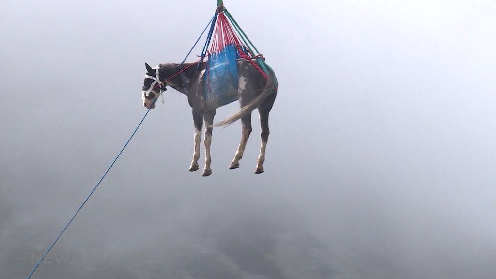 Grimselstausee: Spektakuläre Pferde-Rettung mit Heli