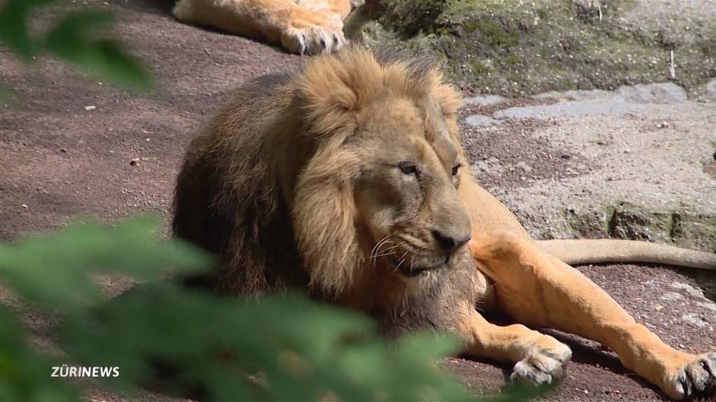 Zoo Zürich: Löwe Radja stirbt im Alter von 16 Jahren