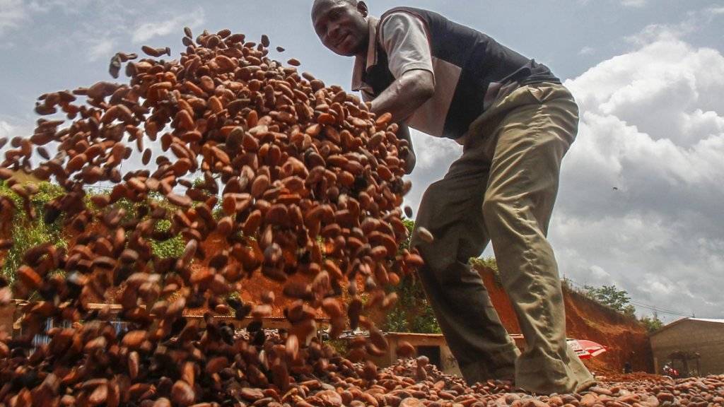 Durch die Kakao-Plattform soll das Leben von Kakaobauern substanziell verbessert werden. (Symbolbild)