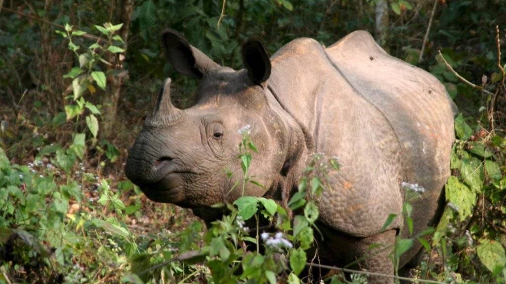 Ein Nashorn-Wilderer wurde in Südafrika zu 20 Jahren Haft verurteilt. Bei ihm wurden ein Gewehr, Munition, eine Säge und frisch abgesägte Rhinozeroshörner gefunden. (Themenbild)