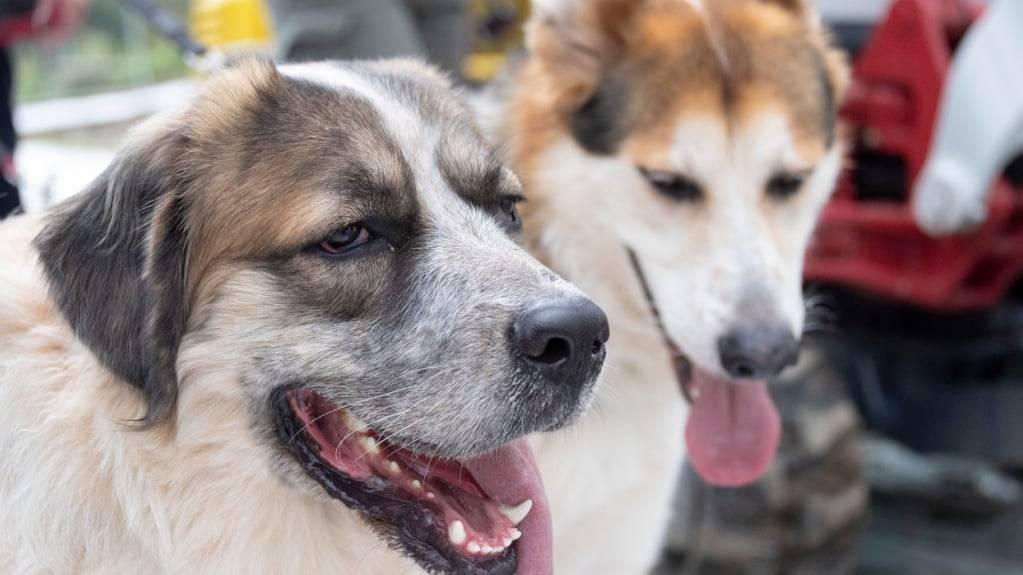 Der Solothurner Veterinärdienst schläferte im Zuge der Hofräumung über hundert Hunde ein. (Symbolbild)