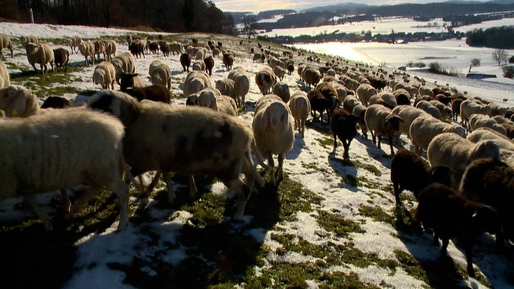 Unterwegs mit 420 Schafen durch das schneebedeckte Zürich