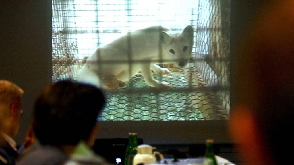 Der STS kann sich nun wieder vermehrt auf seine Kernaufgabe den Tierschutz fokussieren. (Archivbild)