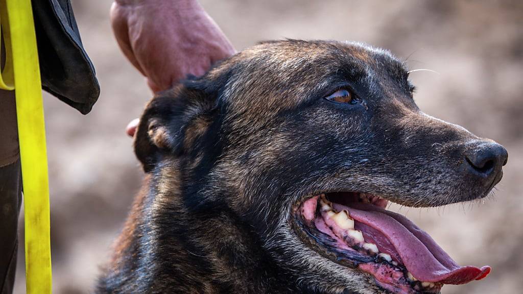 Der Kanton Obwalden passt sein Veterinärgesetz hinsichtlich der Massnahmen für gefährliche Hunde an. (Archivbild)