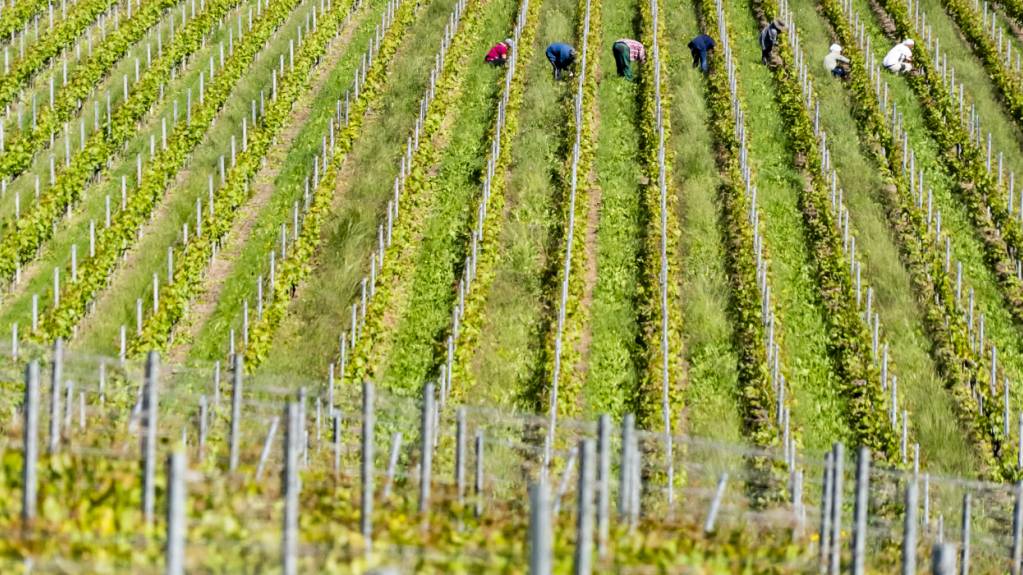 Grosse Schäden durch Naturereignisse blieben in der Landwirtschaft 2025 aus. (Archivbild)