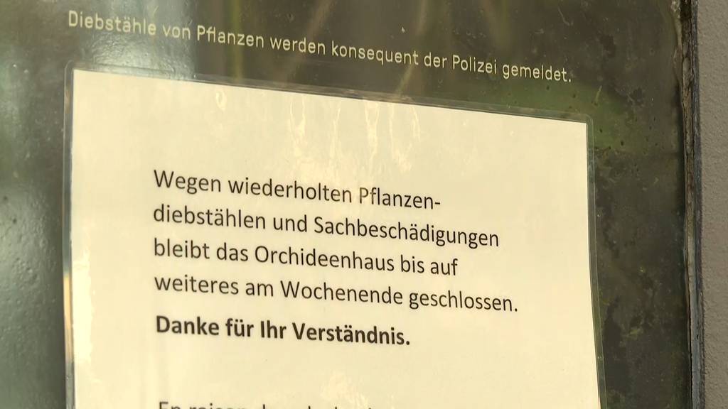 Aus dem Orchideenhaus des Botanischen Gartens Bern wurden 2023 rund 20 Pflanzen gestohlen.